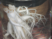 root